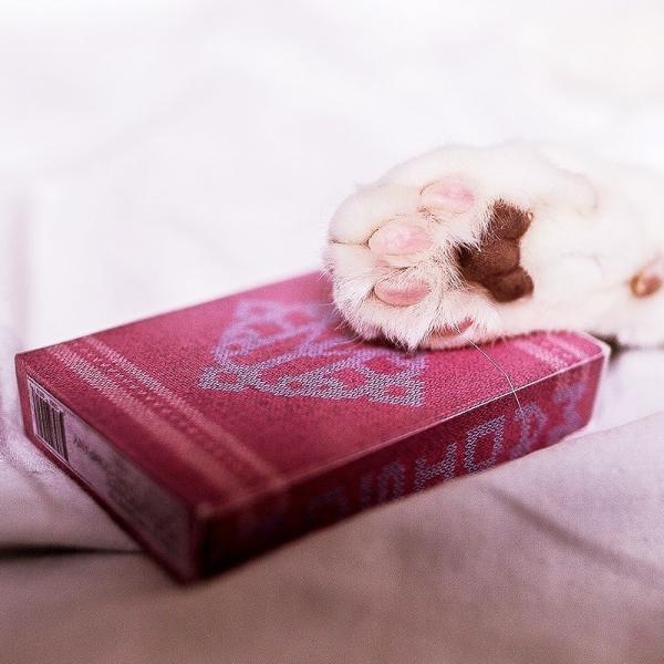 Madison Kittens Playing Cards by Ellusionist
